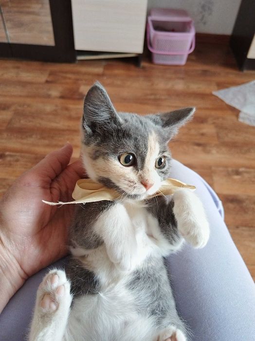 Кошечка Трехцветная