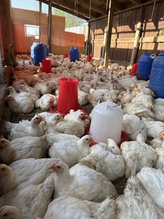 Куры домашние бройлеры