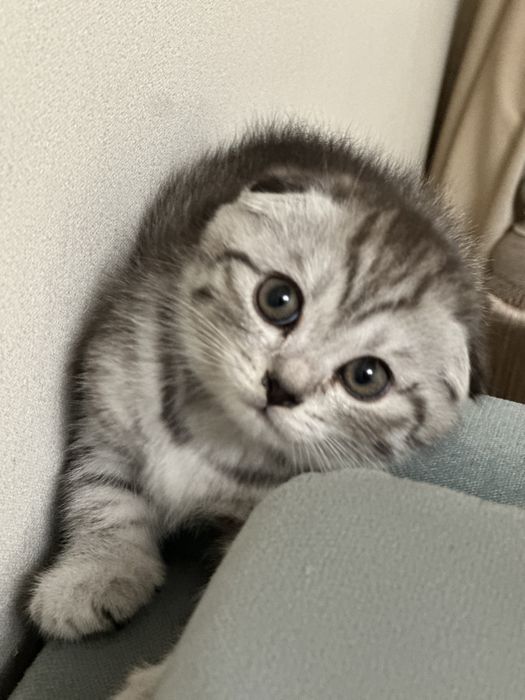 Шотланский котенок девочка