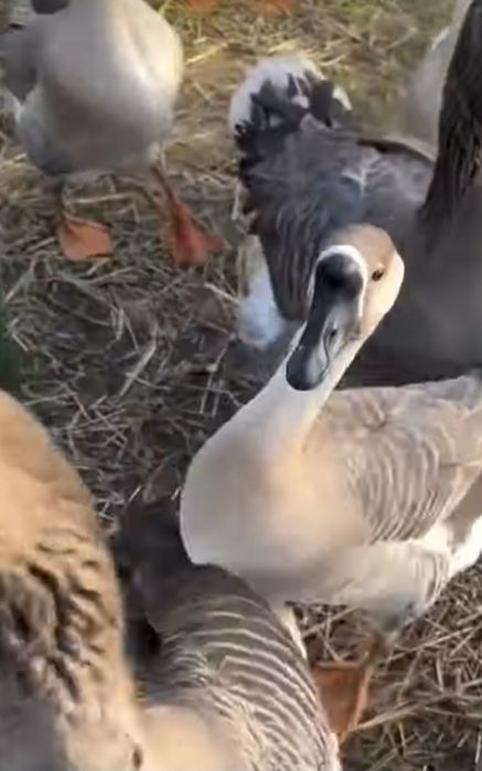 G'ozlar sotiladi 2 oylik chiroyli