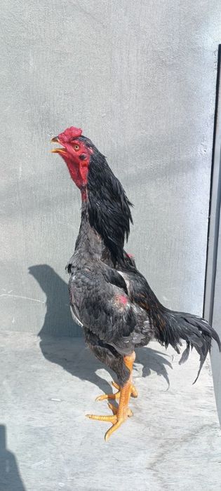 Кореец шоже сатылады