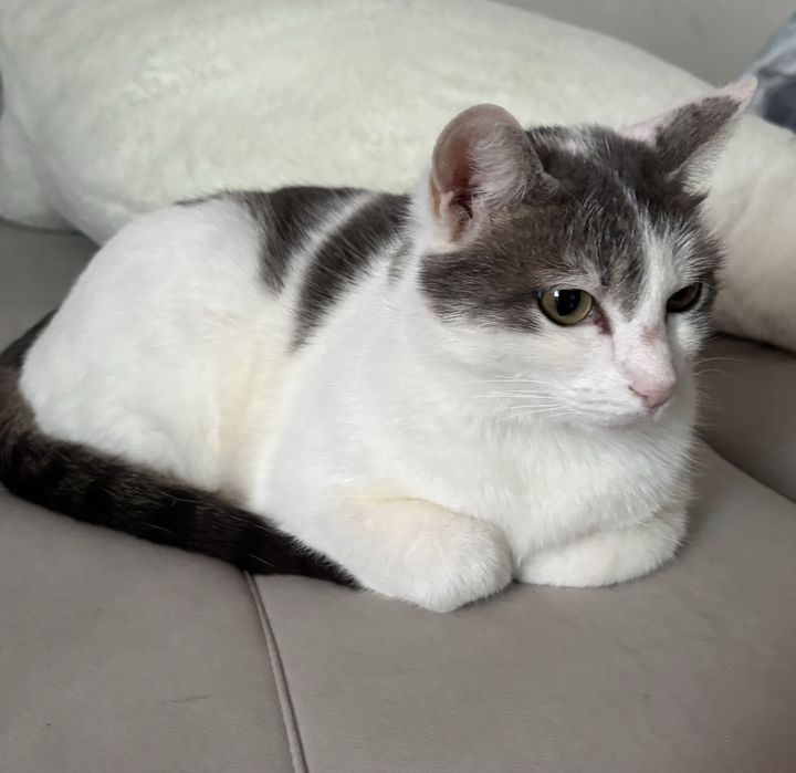 Кошечка ищет дом