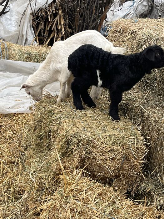 Vand capre cu iezi de langa ele