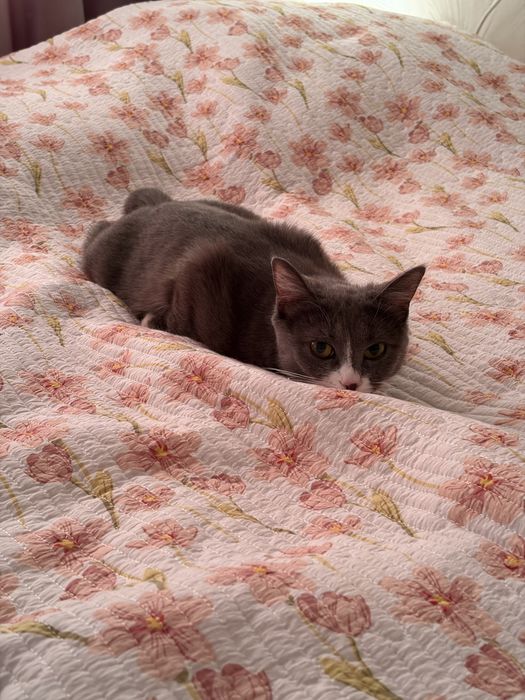 Шотландская прямоухая кошка