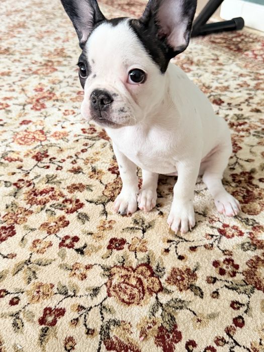 Французский бульдог