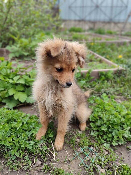 Отдам 3-месячных щенят