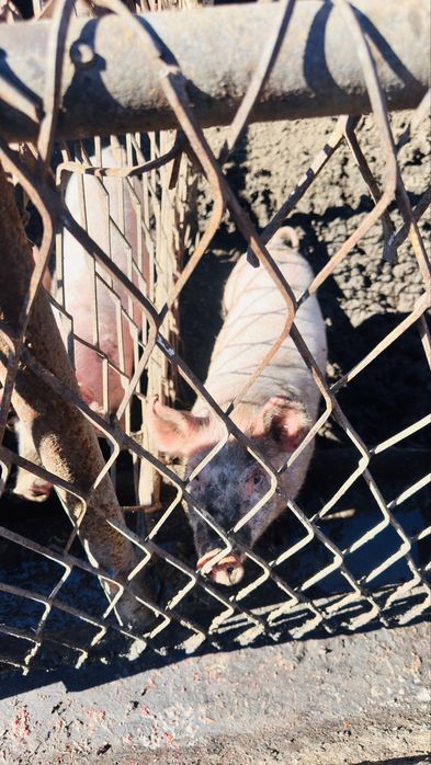 Поросята 3 месячные , свинки.