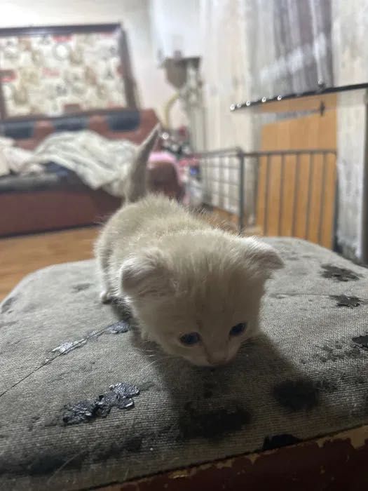 Маленькие милые веслоухие ищут дом