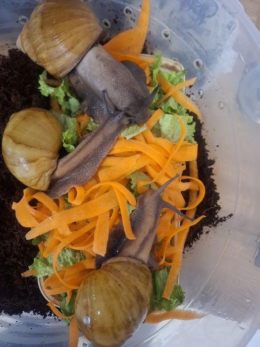 Отдам даром в хорошие руки