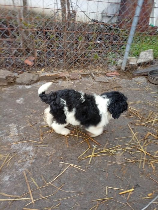 Fetiță ciobănesc mioritic .