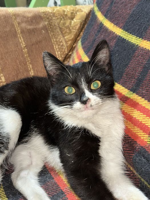 Котенок в добрые руки