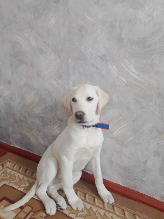 Наши Животные собаки