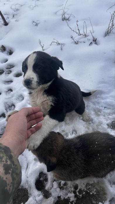 2 күшік бар қарасы еркек қоңыры ұрғашы