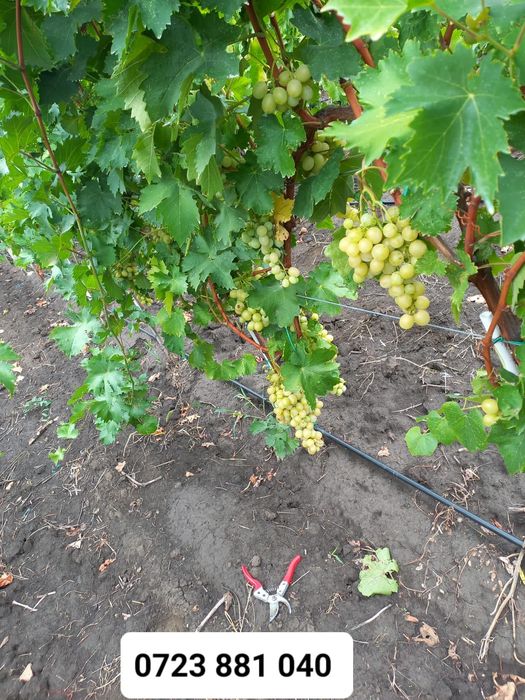 Butași viță de vie altoită anul 2 și anul 3