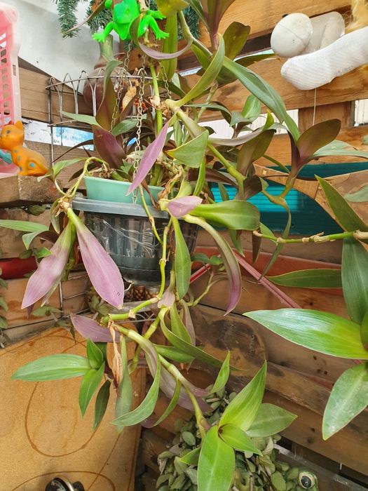 Продам цветы разных видов