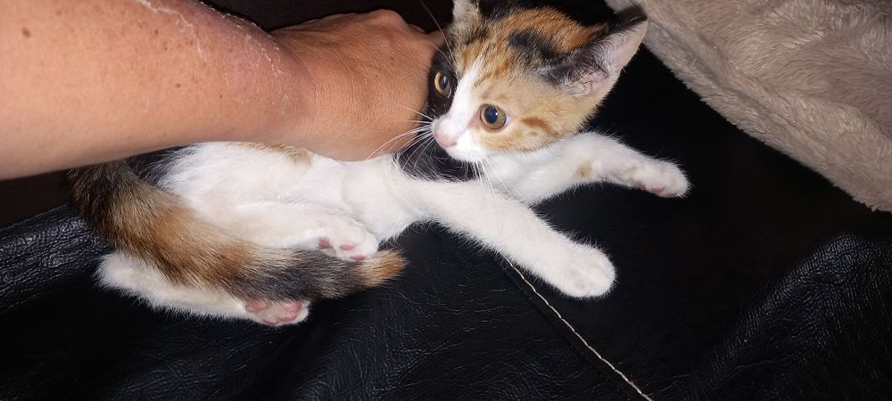 Подарявам Котенца