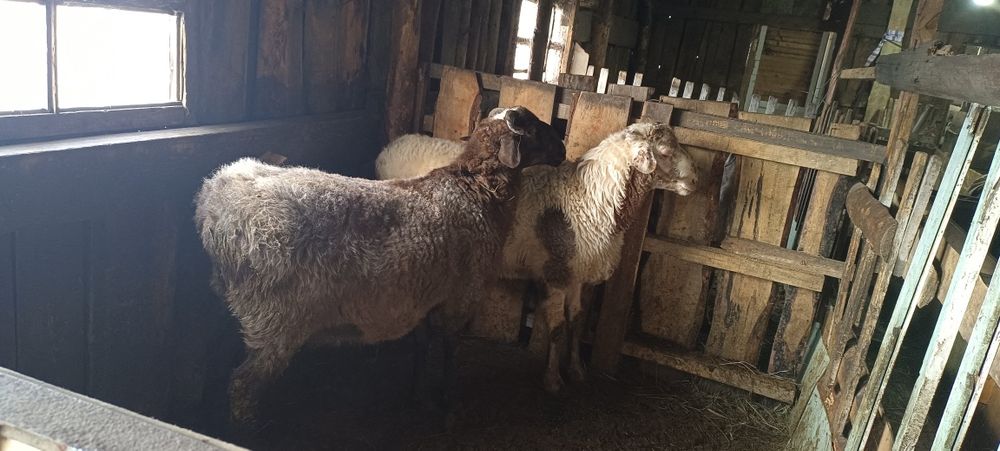 Продам 2 кошкара с откорма