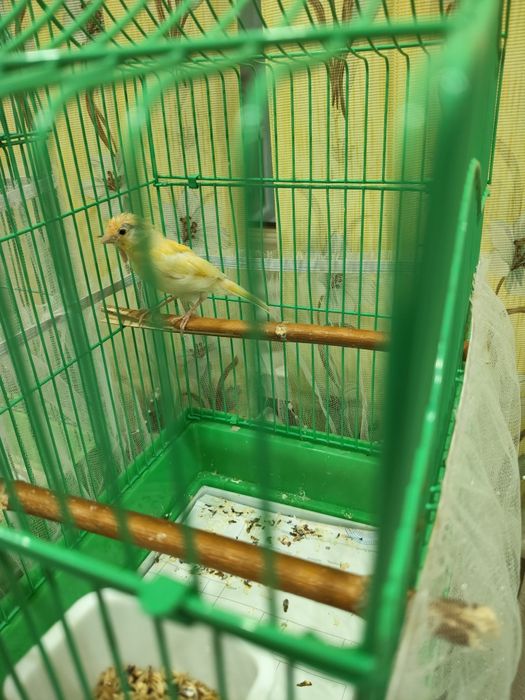 Продам канарейку