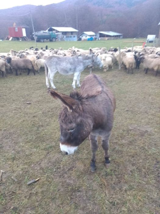 Vând sau Schimb Măgari