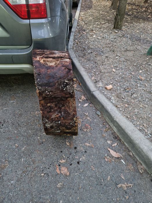 Слэб тополя большой