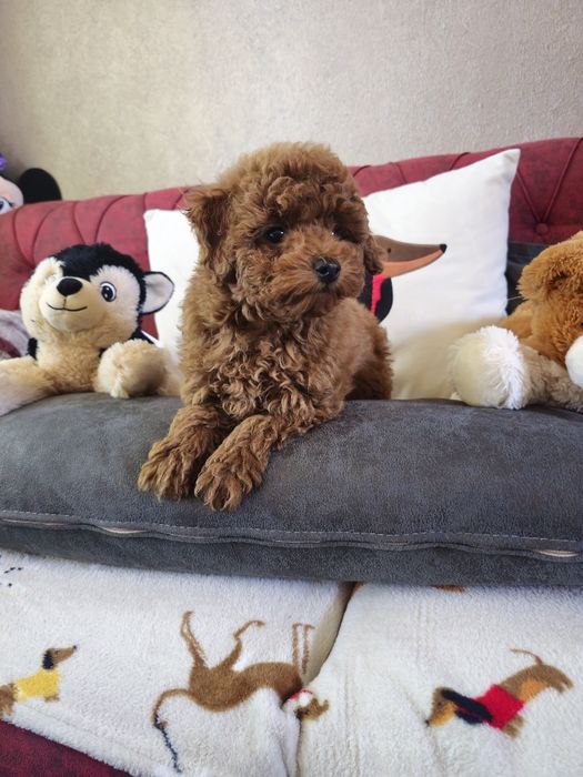 Мини пудел ред  ( Mini poodle red )