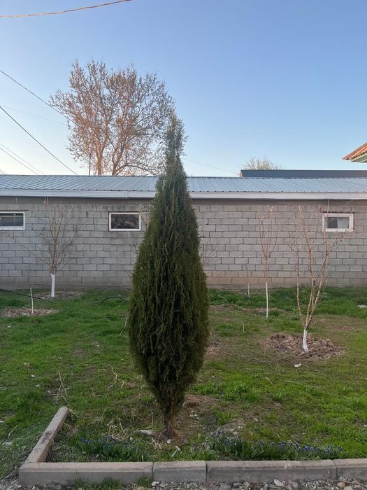 Продается Туя и Можевельник