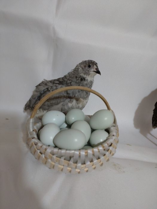 Ouă de Prepeliță proaspete pentru consum sau de incubat