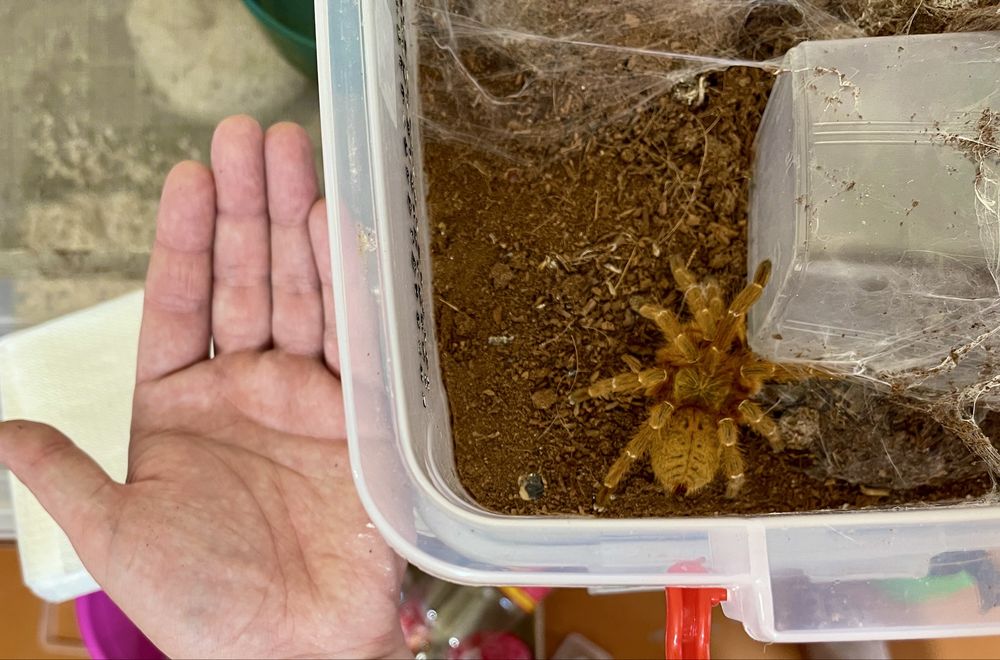 Паук птицеед pterinochilus murinus rcf