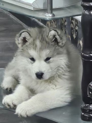 Готов к раннему бронированию щенок Аляскинского маламута