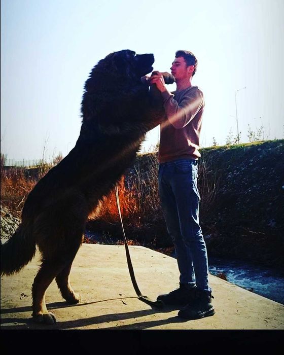 Дрессировка собак кинолог