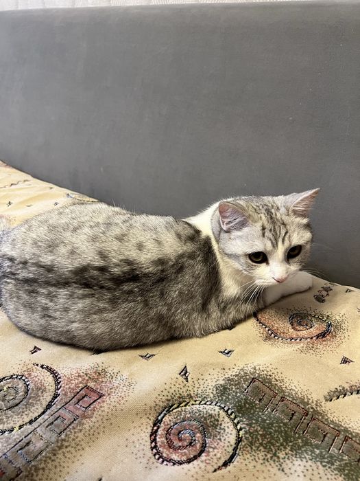 Кот и кошка бесплатно
