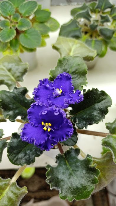 Цветущие сортовые фиалки