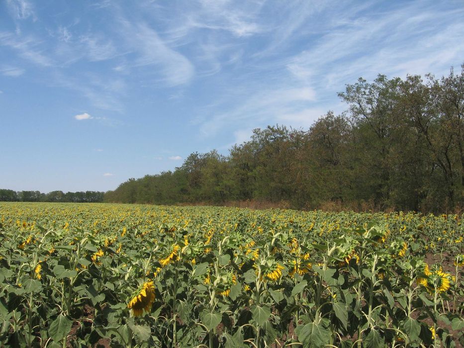 Продава се Парцел в с. Дуранкулак, Област Добрич - 20000 кв.м за 58 €/кв.м - Снимка #9