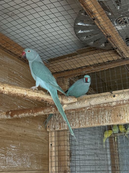 Perechi mature papagali micul alexandru