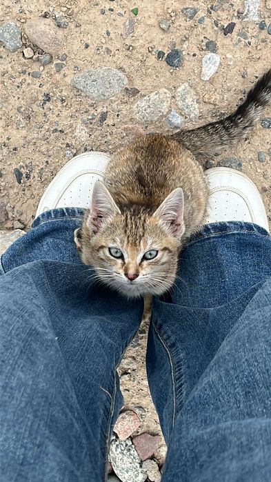 Отдам котёнка даром