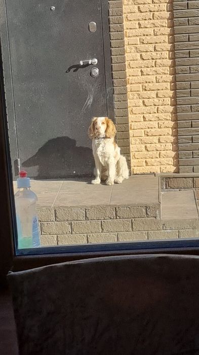 Продам английский спаниель