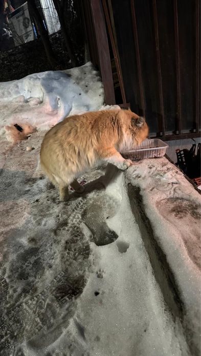 Котенка в добрые руки отдадим,