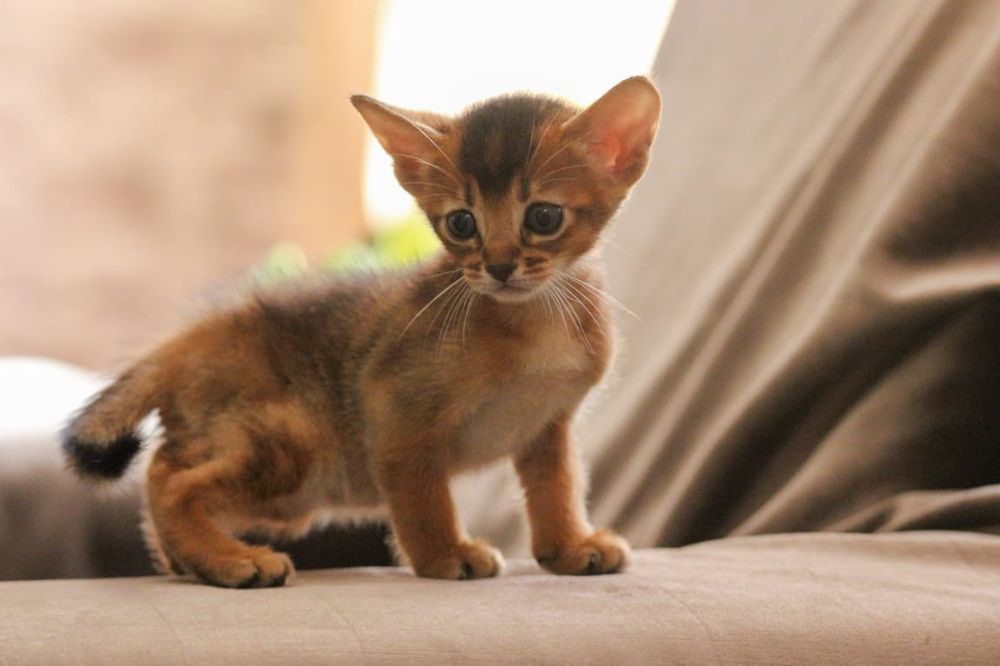 Абиссинские котята