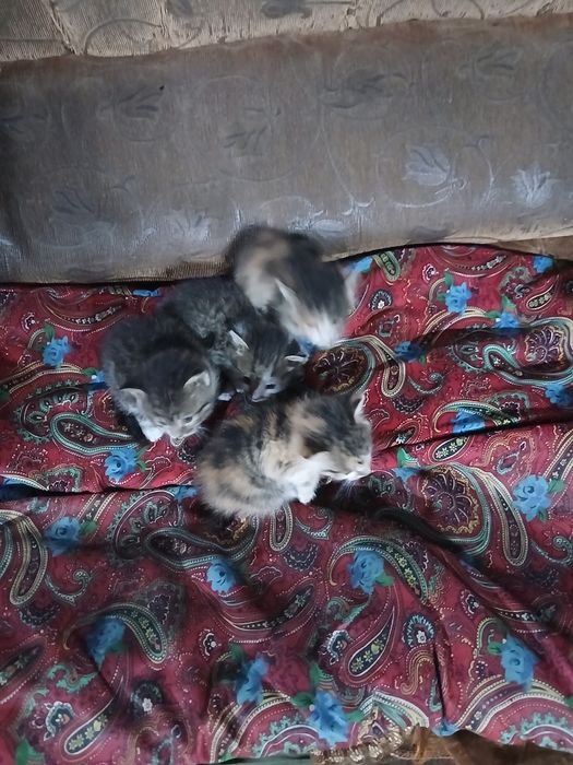 Бесплатно котята