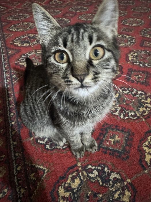 Erining qarzi uchun xotinni sikish