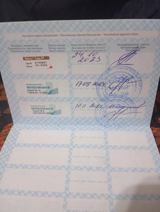 Животные собаки овчарка