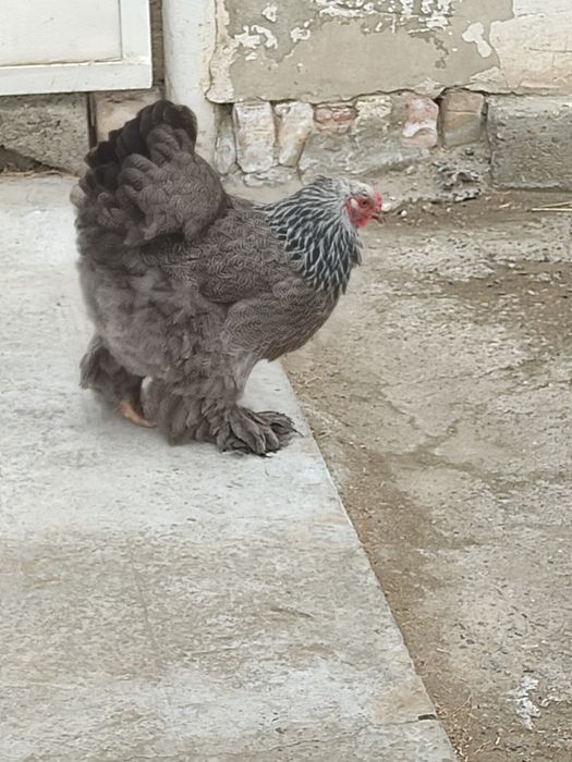 Брама товук тухумлари сотилади