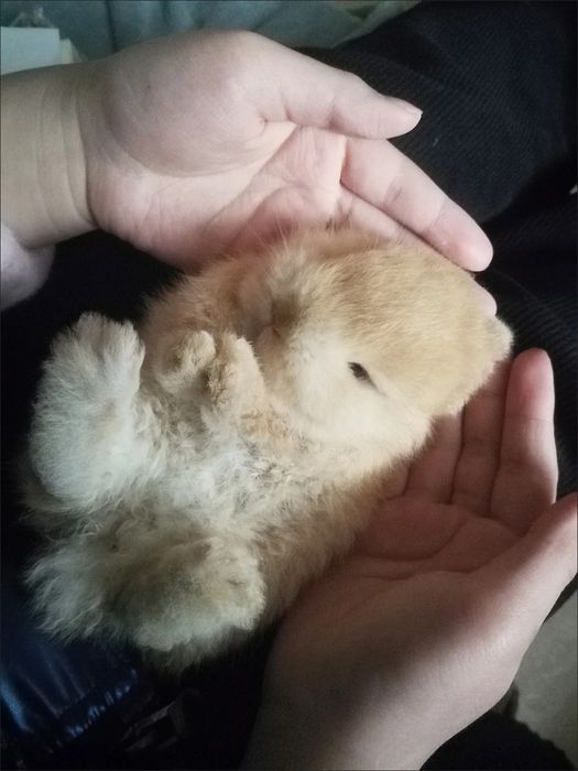 Statusingizga mos Premium Quyon — Qizil Satin Olmaxon!