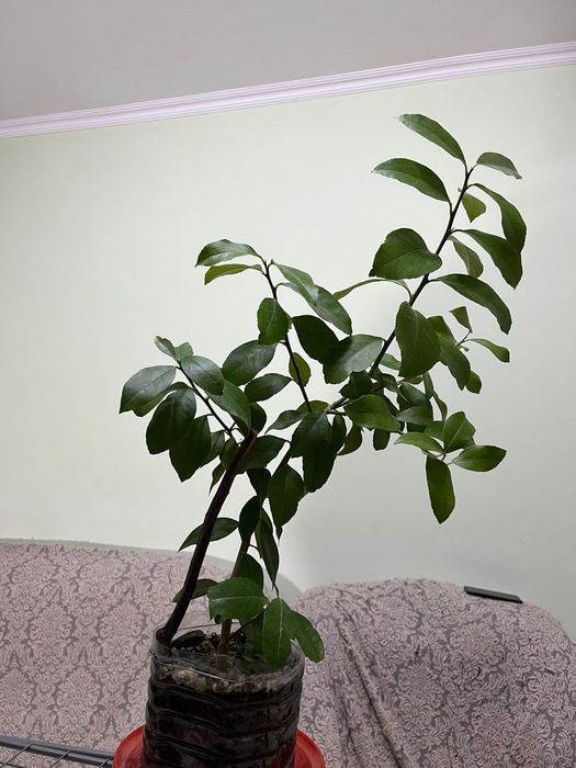 Лимонное Деревце