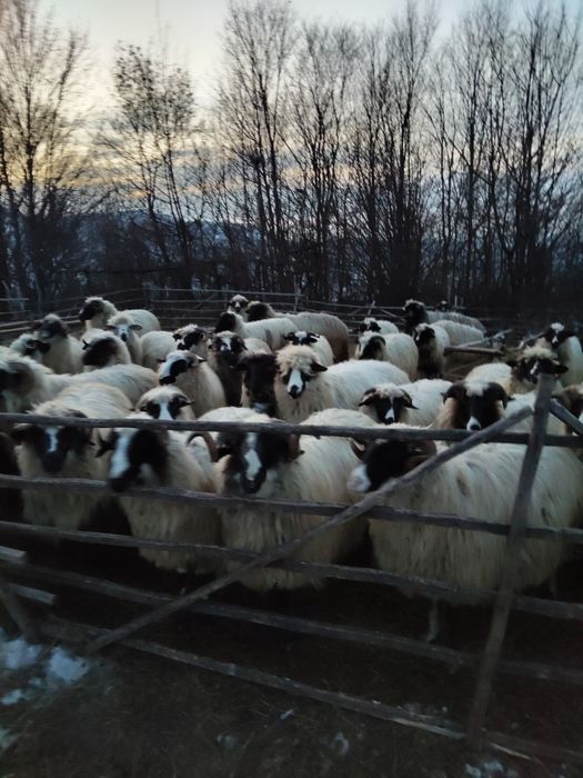 Vând oi bune de lapte