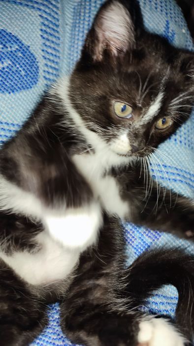 Котята от мамы британки мышеловки