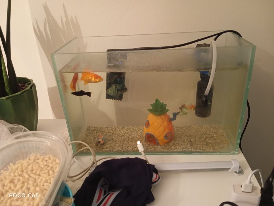 Аквариум заттар,тамактарымен