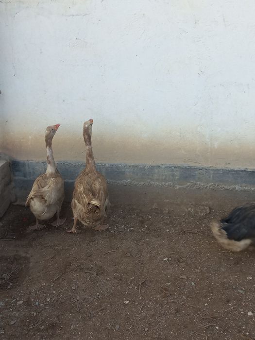 Қаздар,гусы 3 қаз