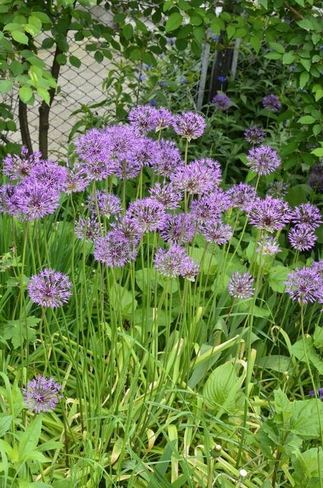 Цветы садовые многолетние