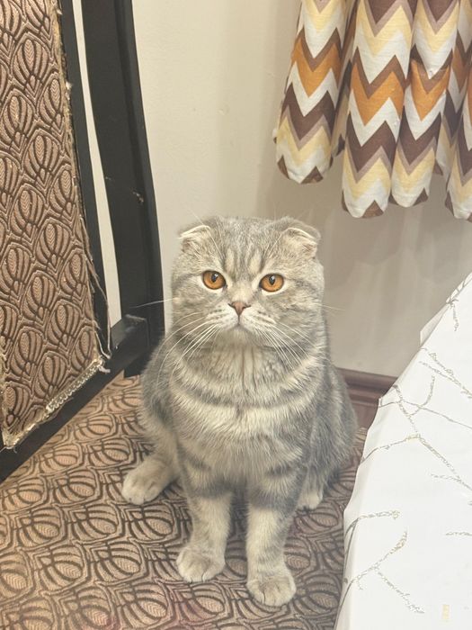 Шотландский кот, послушный